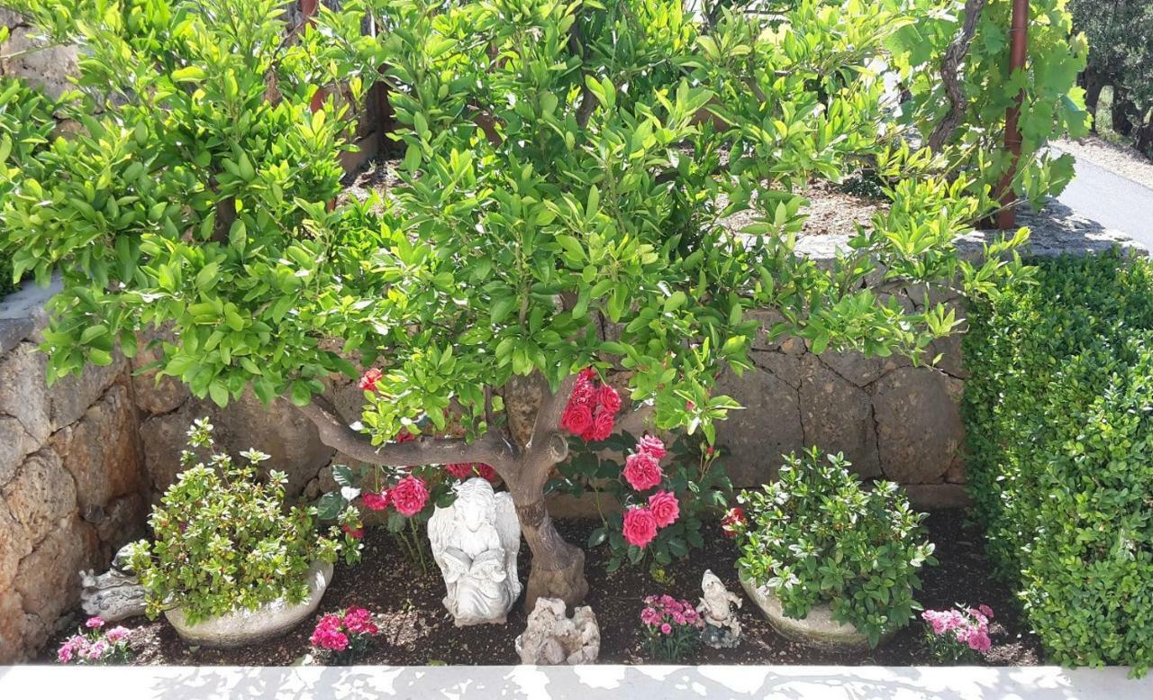 Guest House Fenix เบรลา ภายนอก รูปภาพ